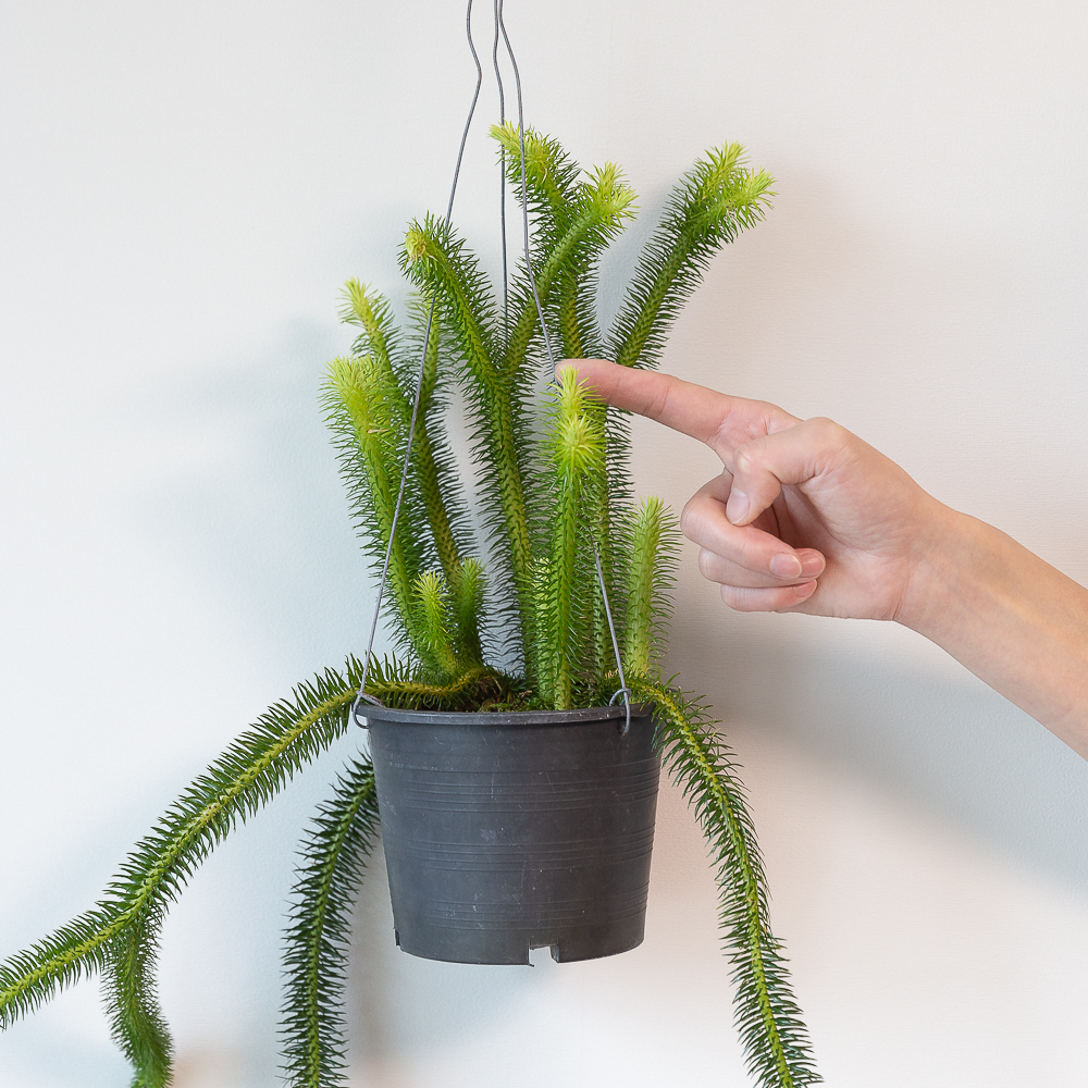 석송 행잉식물 행잉플랜트 키우기쉬운 반려식물 공중 늘어지는 음지 화분