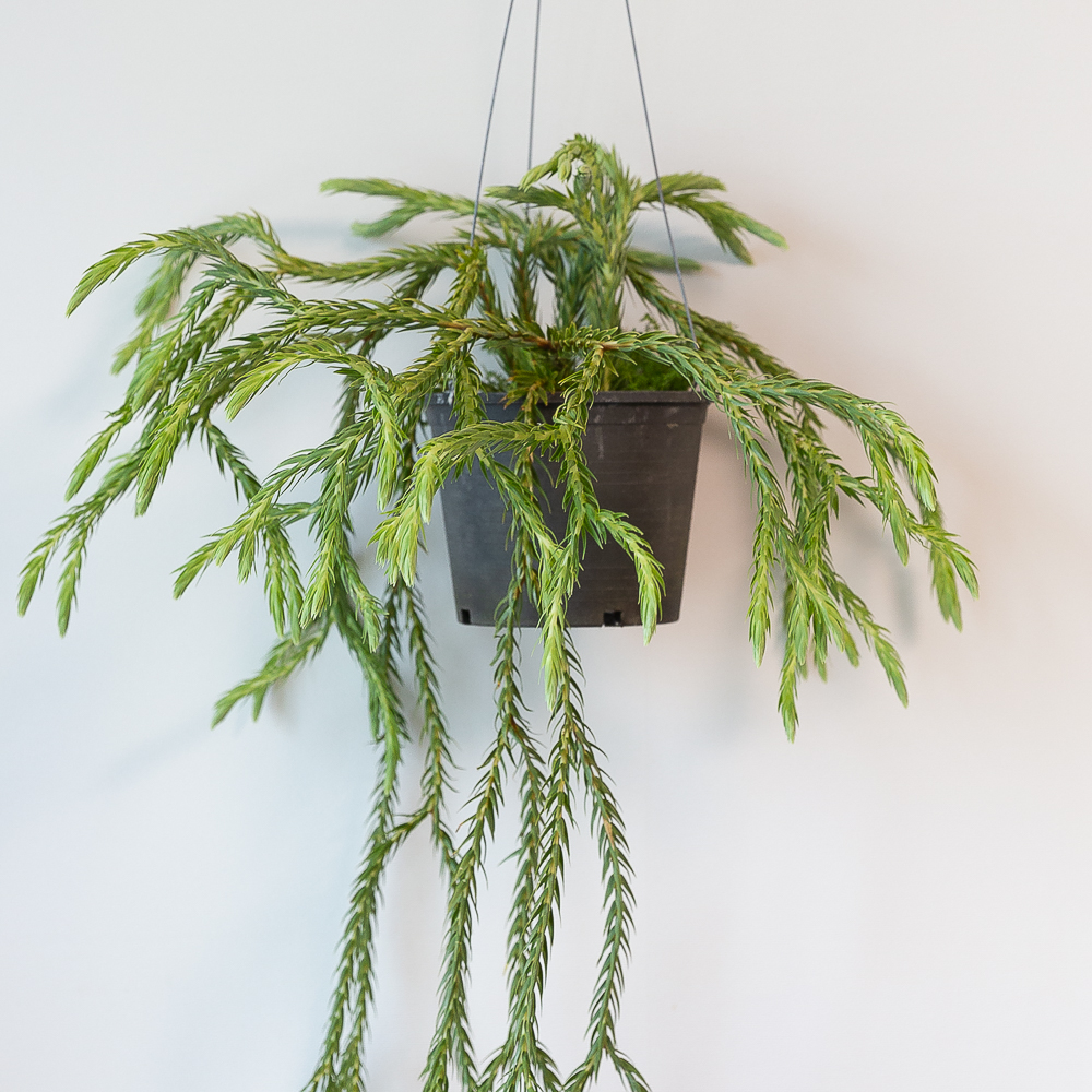 석송 행잉식물 행잉플랜트 키우기쉬운 반려식물 공중 늘어지는 음지 화분