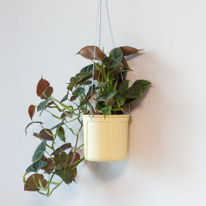 루피넘 행잉식물 행잉플랜트 키우기쉬운 반려식물 공중 늘어지는 음지 화분 ... 실사용 후기 | 효과 있을까? - 상품 이미지 3