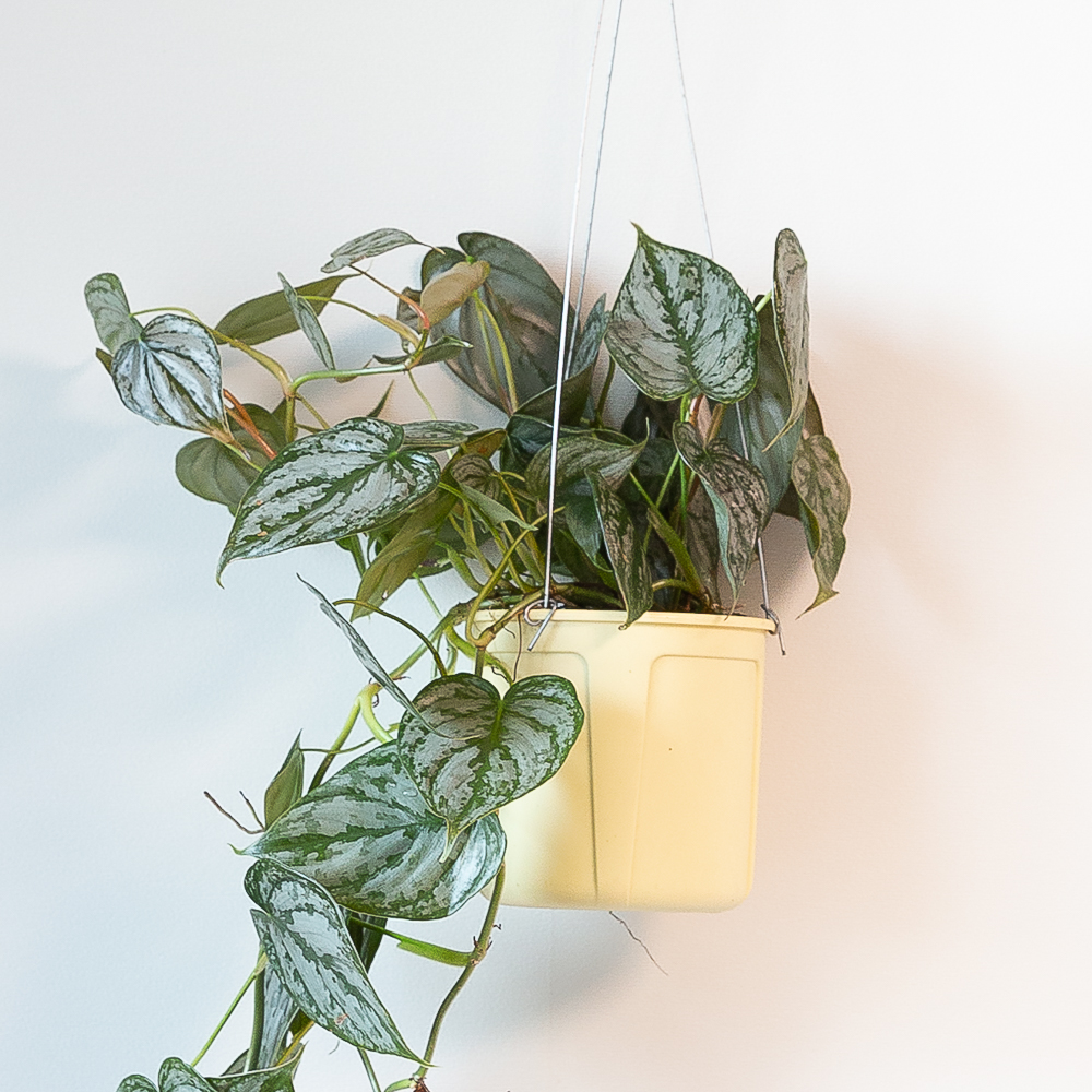 브랜티아넘 행잉식물 행잉플랜트 키우기쉬운 반려식물 공중 늘어지는 음지 화분 플랜테리어