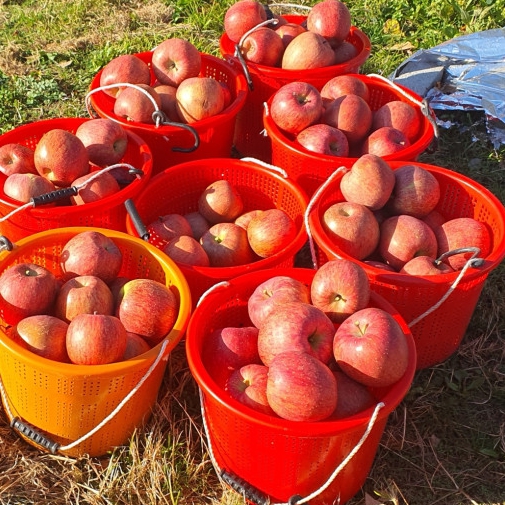 무설탕 문경 명품 생사과즙 100% 원물 착즙 120ml x 50포