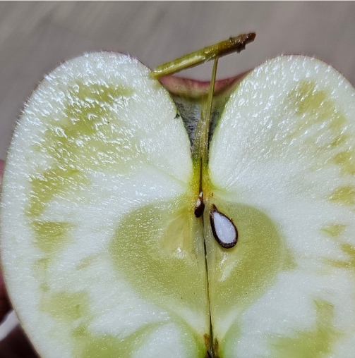 무설탕 문경 명품 생사과즙 100% 원물 착즙 120ml x 50포