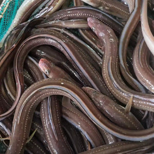 자연산 바다장어 1kg 구이용 통영 국내산 붕장어 아나고 맛있게 먹은 솔직 후기 - 상품 이미지 1