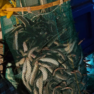 자연산 바다장어 1kg 구이용 통영 국내산 붕장어 아나고 맛있게 먹은 솔직 후기 - 상품 이미지 4