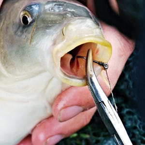 낚시 포셉 가위 바늘빼기 물고기집게 스테인리스 훅리무버 16cm 운동러 솔직 후기 | 실사용 리뷰 - 상품 이미지 2