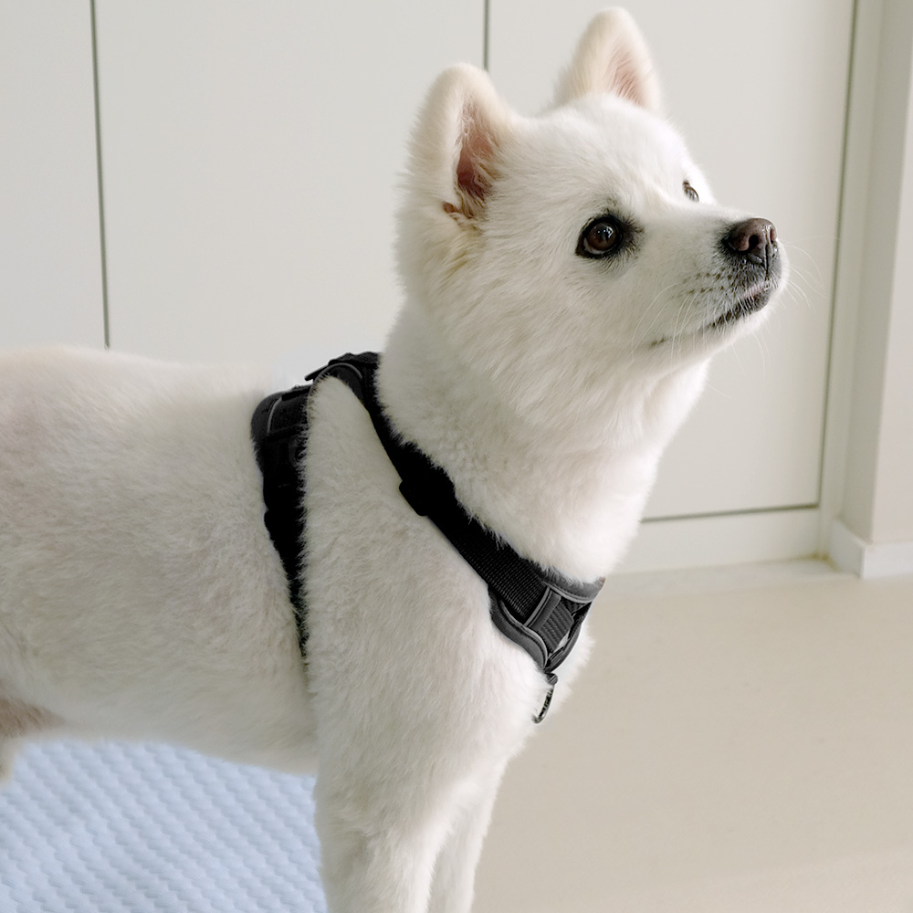 나마스펫 아웃도어 하네스 강아지 하네스 리드줄 세트 가슴줄 애견 반려견 소형견 중형견 - 상세 이미지 5