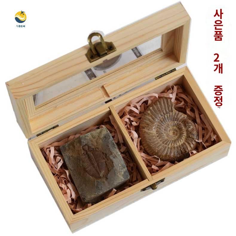 화석 사무실 돌 표본 교구 장식품 암모나이트 - 상품 이미지