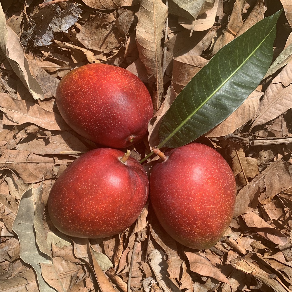 국산 제주 애플망고 농장 3kg 선물