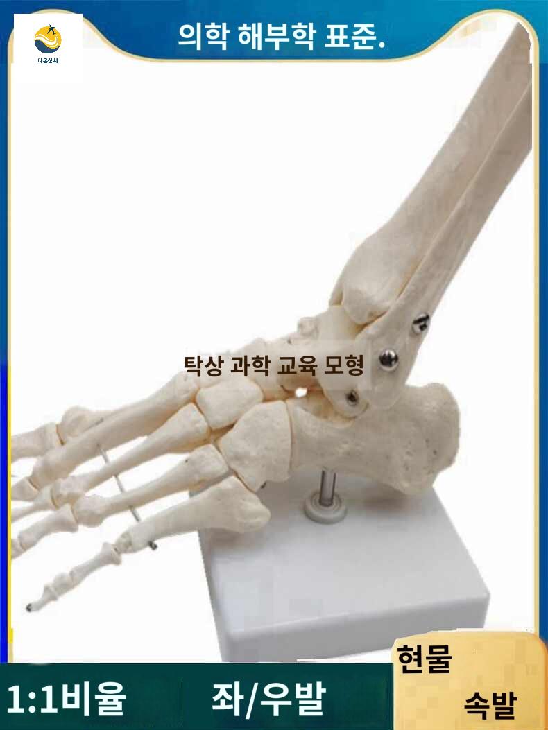 해부학 발뼈 골격 모형 발목  정형외과 - 상품 이미지
