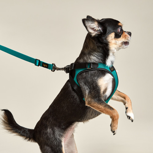 아이그로 베러워크 강아지 하네스 소형견 중형견 가슴줄 초소형견 산책줄 XS