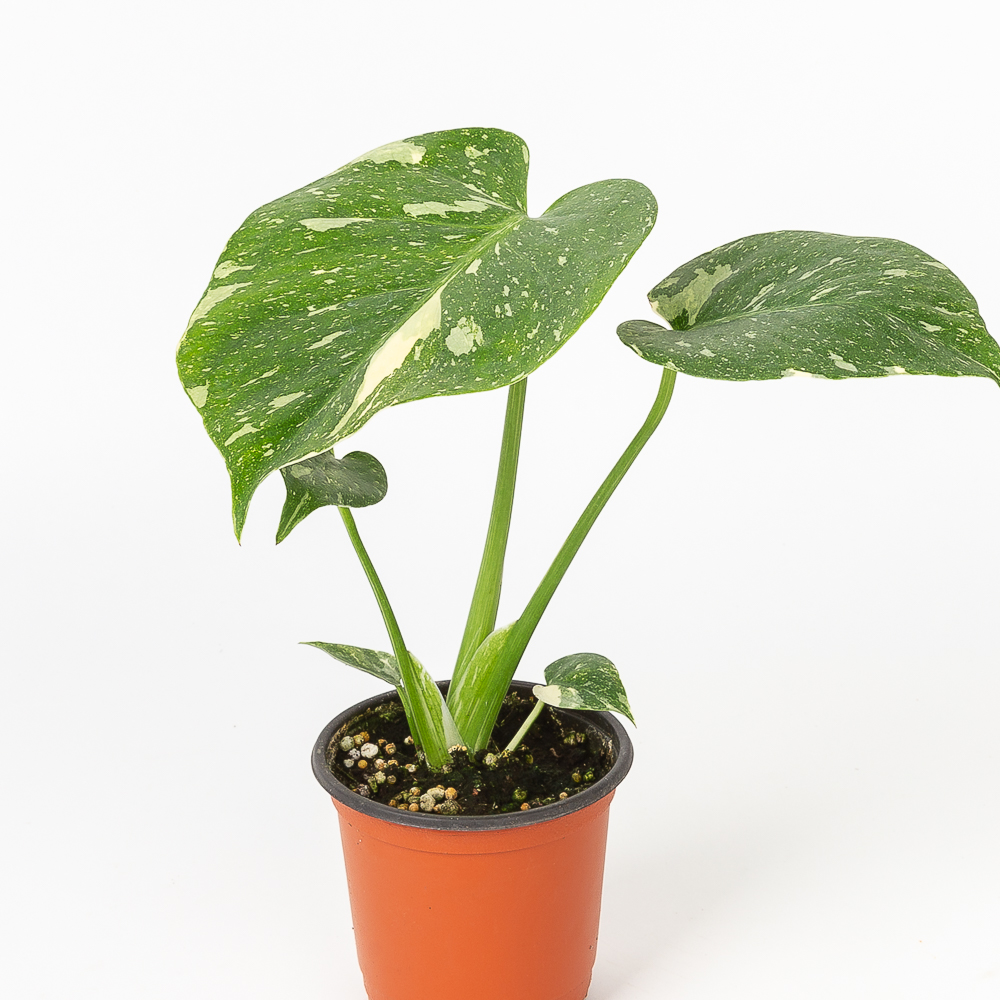 무늬 몬스테라 플랜테리어 화초 음지 실내공기정화 키우기쉬운 반려식물인테리어