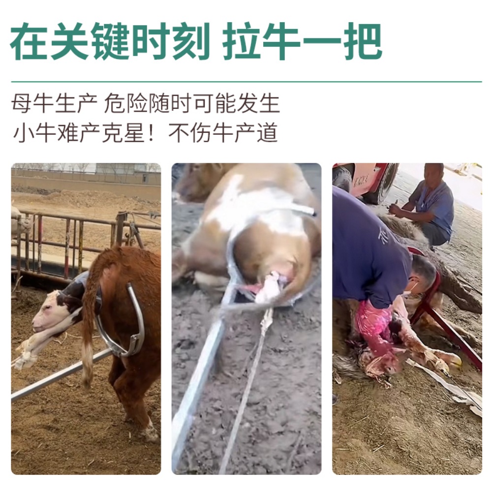 소 출산 보조기 분만 임신 보조기구 송아지 밧줄 난산 조산 지지대 - 상세 이미지 4
