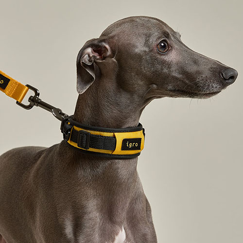 아이그로 베러워크 강아지 목줄 저자극 쿠션목줄 XS 이미지 3