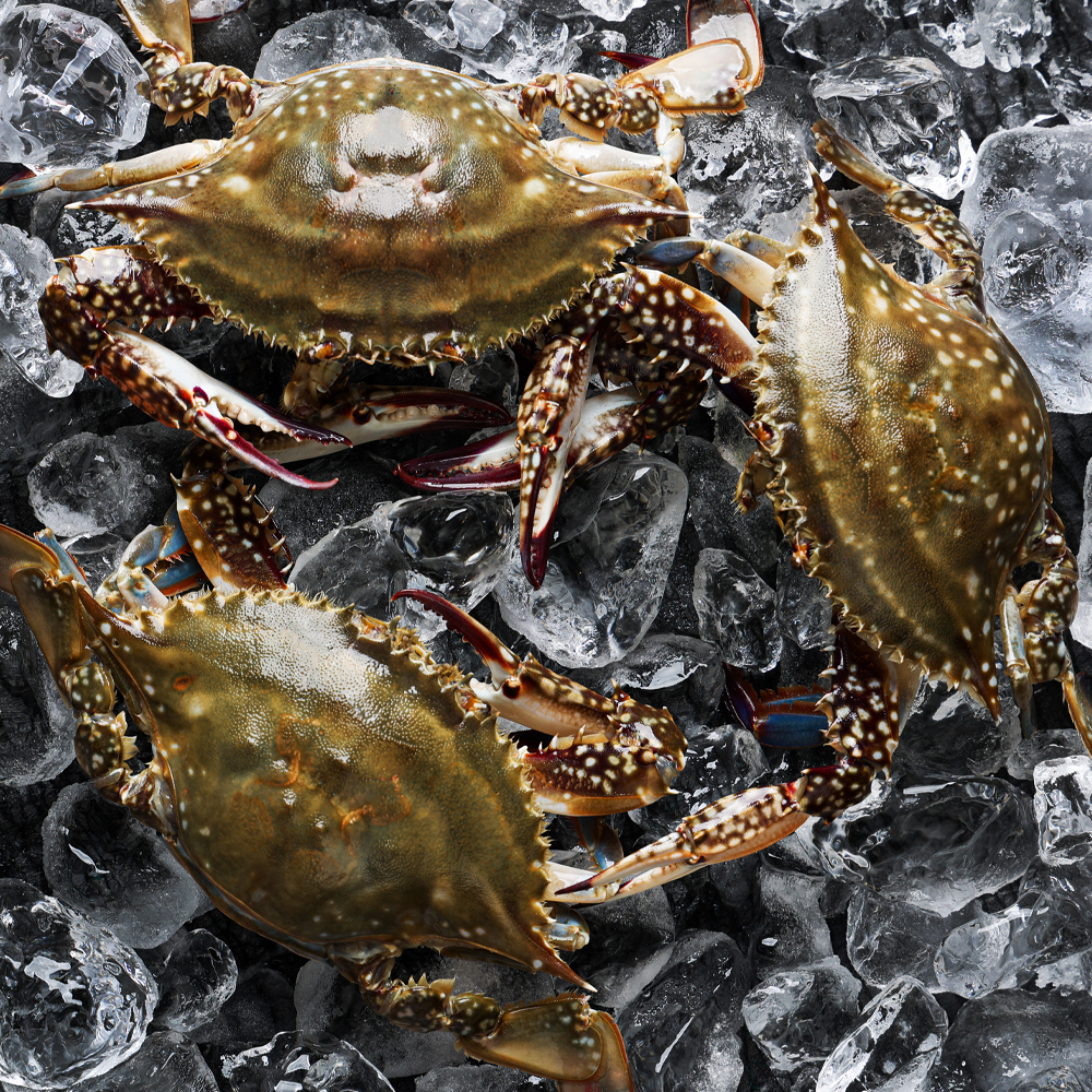 연평도 제철 활 숫꽃게 1kg