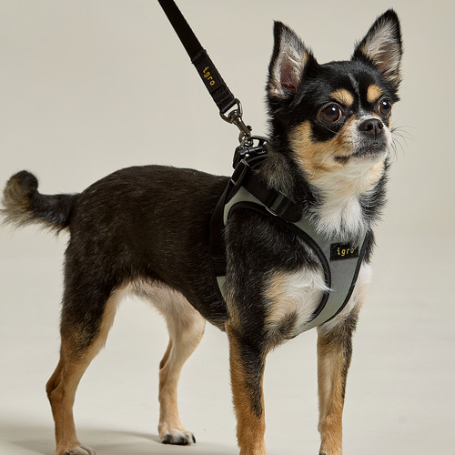 아이그로 베러워크 강아지 하네스 소형견 중형견 가슴줄 초소형견 산책줄 XS