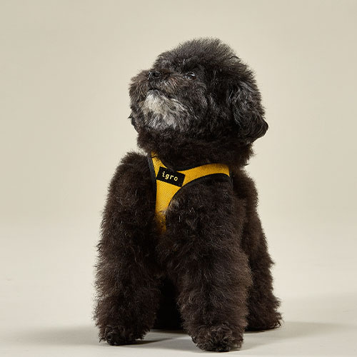 아이그로 강아지 하네스 초소형견 소형견 하네스 새끼 아기 강아지 XXS 첫산책 가슴줄