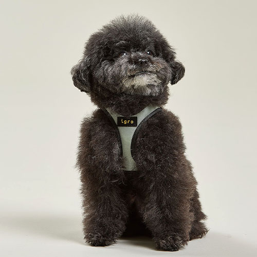아이그로 강아지 하네스 초소형견 소형견 하네스 새끼 아기 강아지 XXS 첫산책 가슴줄