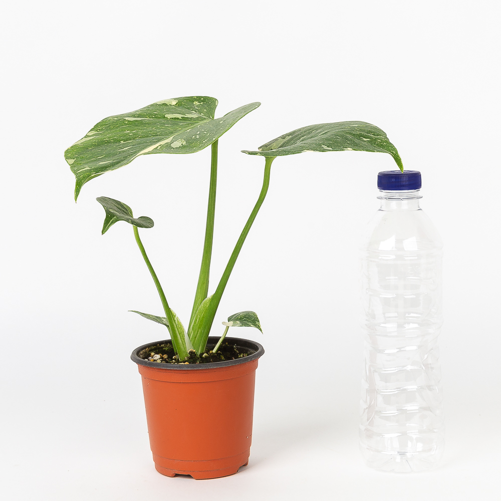 무늬 몬스테라 플랜테리어 화초 음지 실내공기정화 키우기쉬운 반려식물인테리어