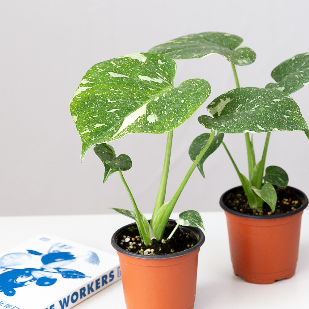 무늬 몬스테라 플랜테리어 화초 음지 실내공기정화 키우기쉬운 반려식물인테리어