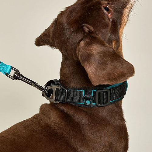 아이그로 베러워크 강아지 목줄 저자극 쿠션목줄 XS 이미지 4