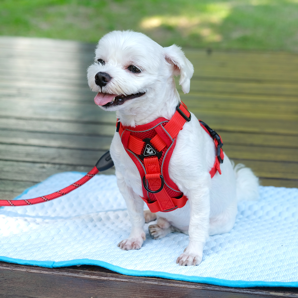나마스펫 강아지 고양이 썸머 쿨매트 애견 여름 매트 방석 - 상세 이미지 4