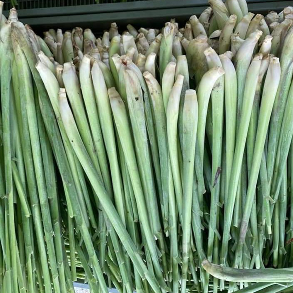 베트남 생 레몬그라스 1kg 태국 향신료 샤 Sa 동남아 식재료 - 상품 이미지