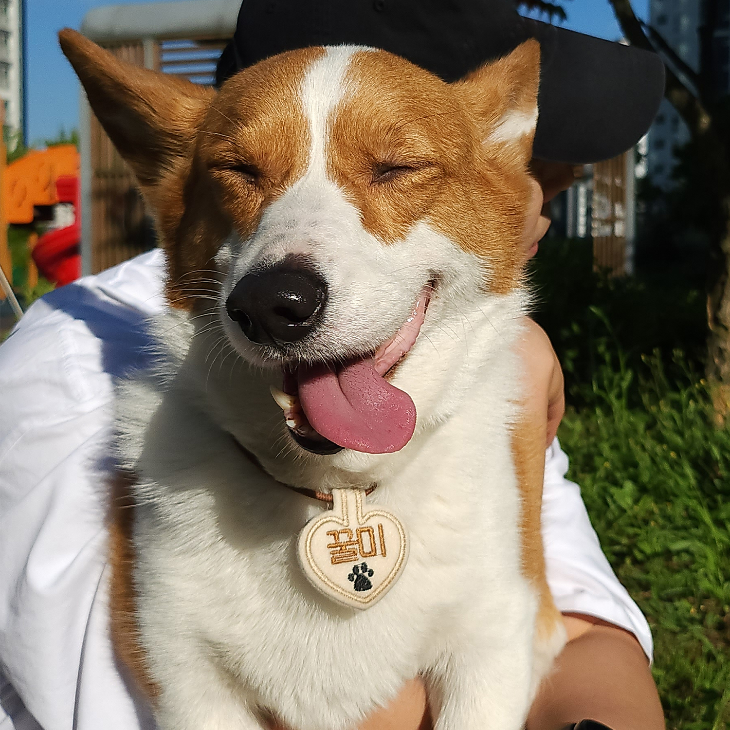 펫스츄리 강아지 목걸이 인식표 자수 이름표 가벼운 멍찰 제품 이미지