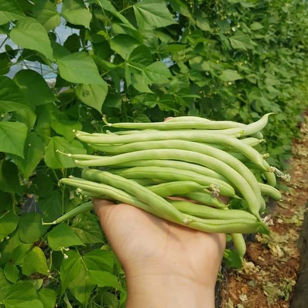 국내산 생 그린빈 500g 1kg 그린빈스 껍질콩 줄기콩 당일수확 Dau que 동남아 식재료 - 상품 이미지