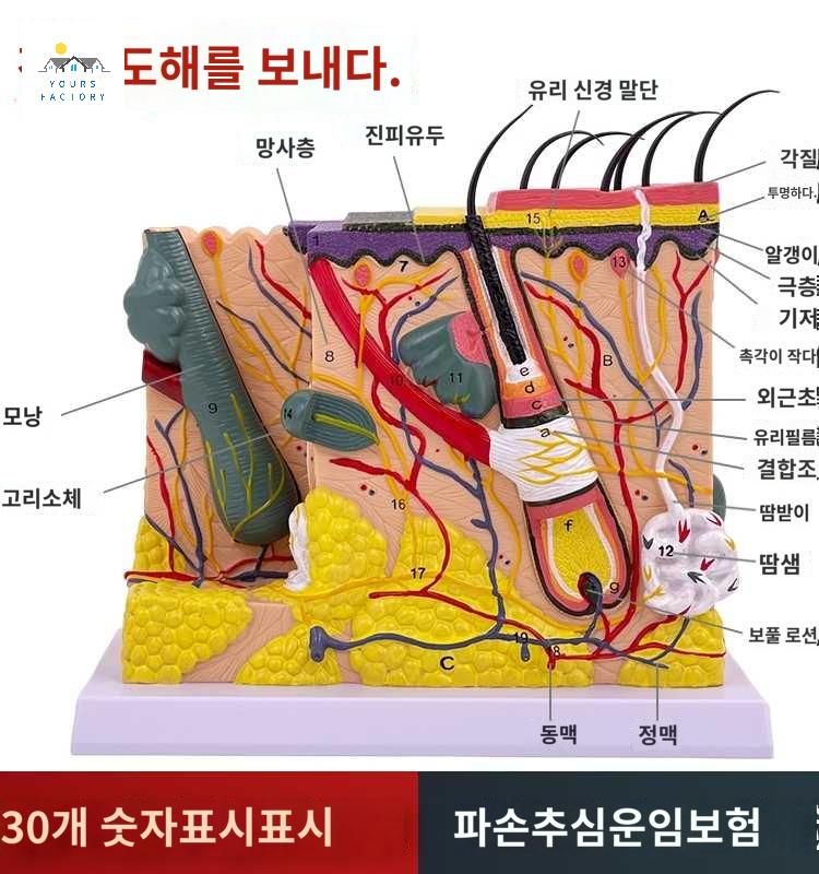 피부 해부학 연구 교육용 구조 학습용 입체 두피모형 - 상품 이미지