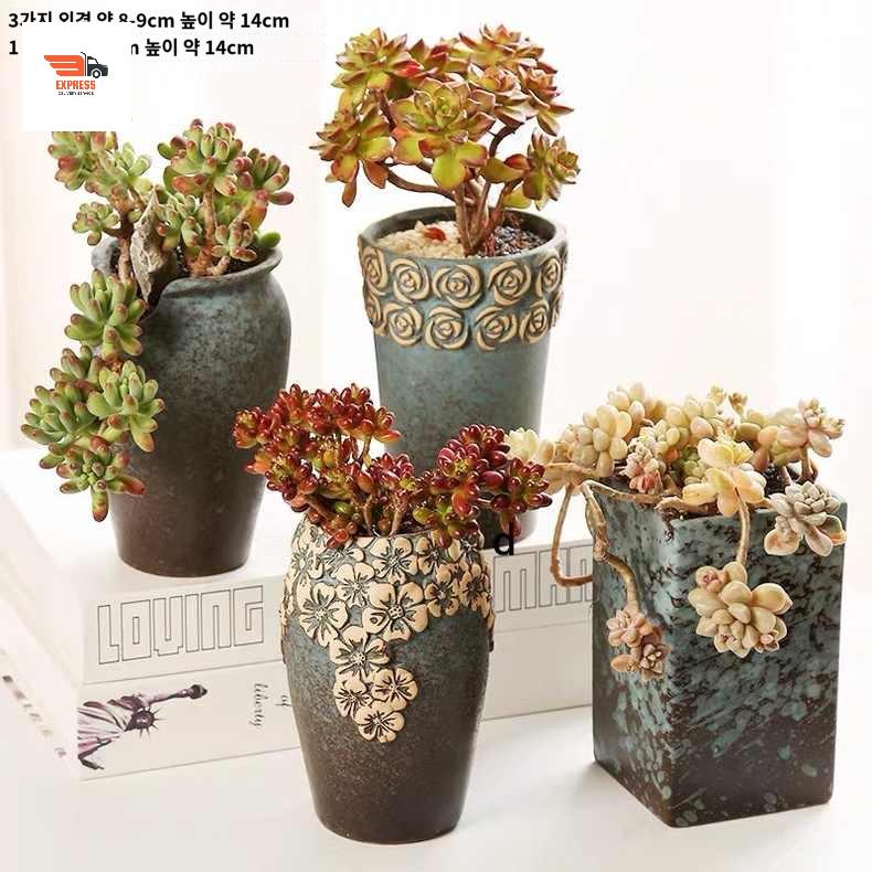 다육화분세트 분갈이 다육이화분 대형 싸게파는곳 - 상세 이미지 5
