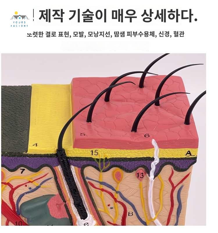 피부 해부학 연구 교육용 구조 학습용 입체 두피모형 - 상세 이미지 2