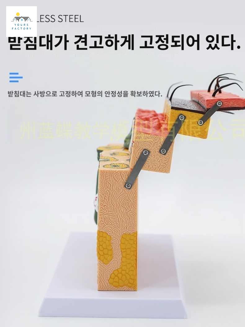 피부 해부학 연구 교육용 구조 학습용 입체 두피모형 - 상세 이미지 5