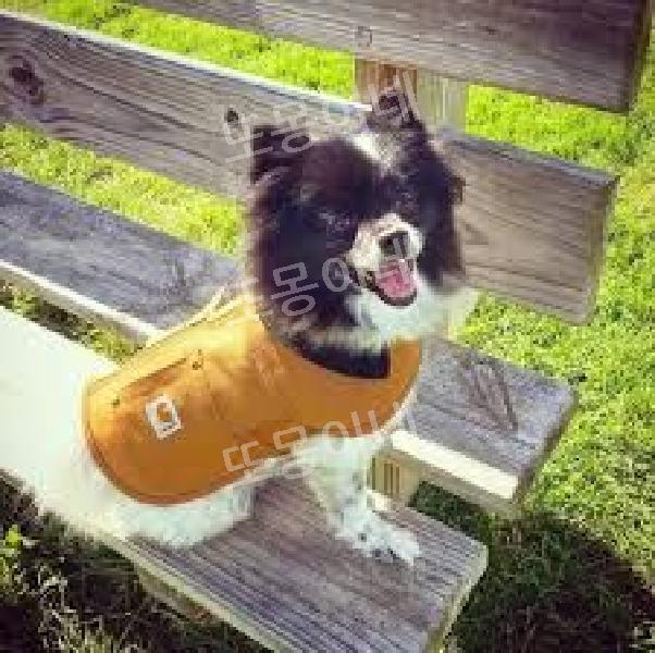 칼하트 강아지 옷 패딩 방수 코드 Carhartt - 상세 이미지 4