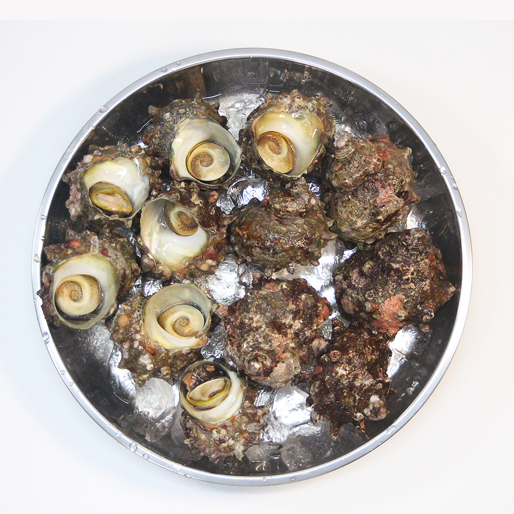 당일조업 통영 뿔소라 1kg 제철 자연산 활소라 뿔소라회 - 상세 이미지 3