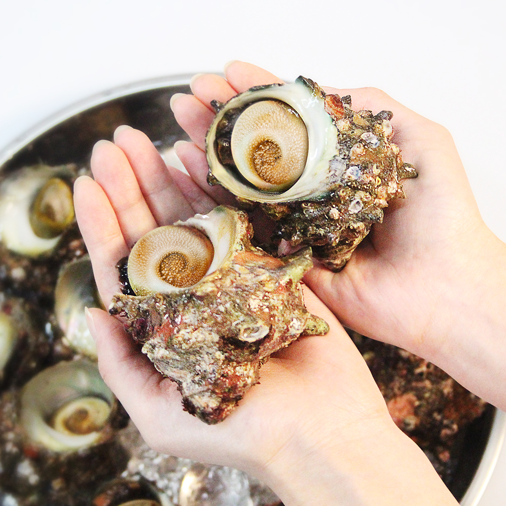 당일조업 통영 뿔소라 1kg 제철 자연산 활소라 뿔소라회