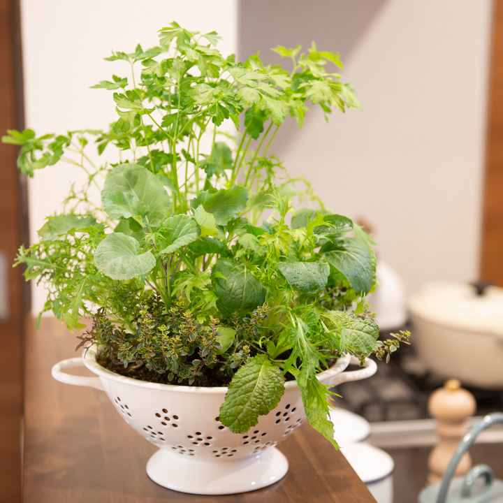 에지리 레모 법랑 콜렌더 소쿠리 타공 채반 과일보관 물빠짐 바구니