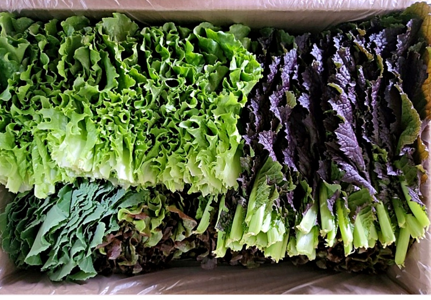 모둠 모듬 쌈채소 5종 600g 1kg 산지직송 - 메인 이미지