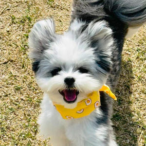 강아지 쿨스카프 여름용품 아이스 케이프 머플러 쁘띠스카프 당근 솔직 후기 | 실제 사용자 리뷰 총정리 - 상품 이미지 4