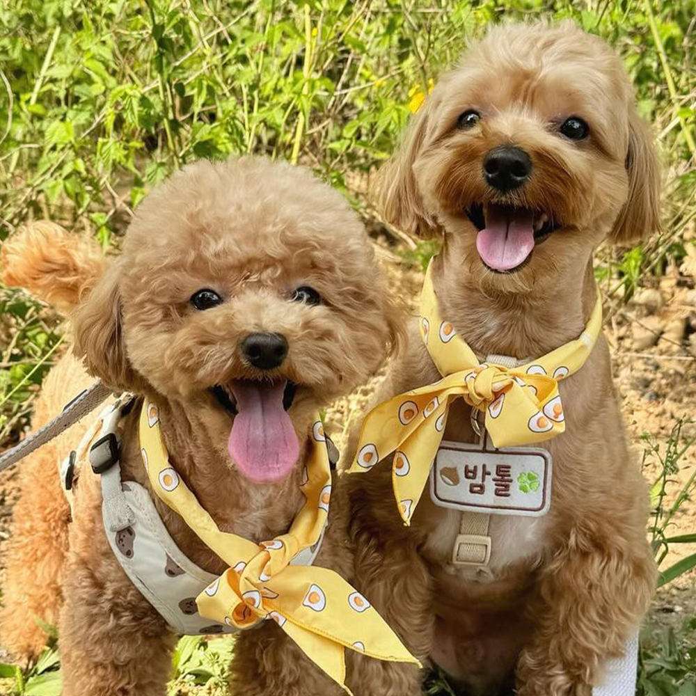 강아지 쿨스카프 여름용품 아이스 케이프 머플러 쁘띠스카프 당근 이미지 3