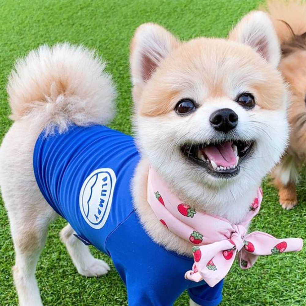 강아지 쿨스카프 여름용품 아이스 케이프 머플러 쁘띠스카프 당근 이미지 2