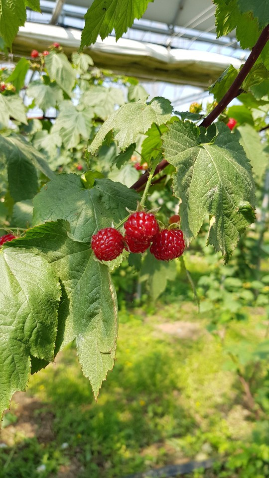 산딸기 친환경 산딸기 산지직송 신선한 산딸기 산딸기 후기