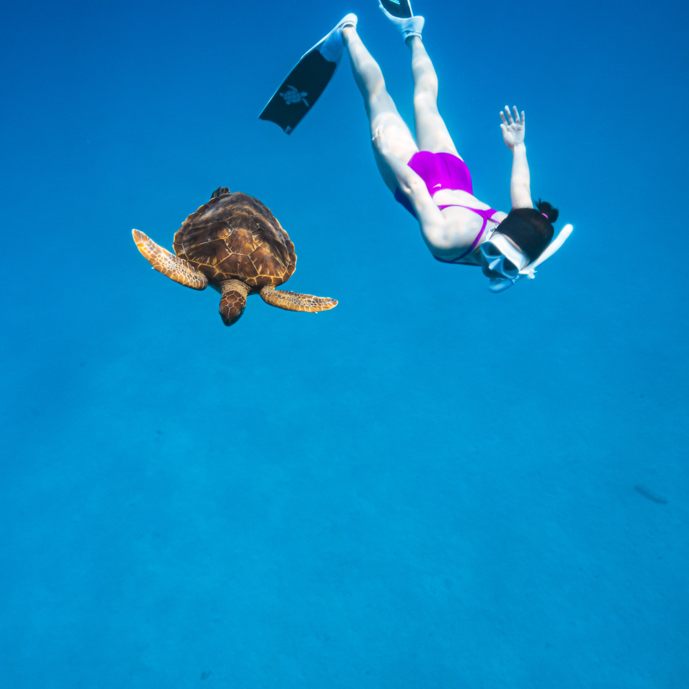 서울 경기 프리다이빙 강습 입문 초급 패키지 교육 AIDA PADI 레벨 1+2 자격증