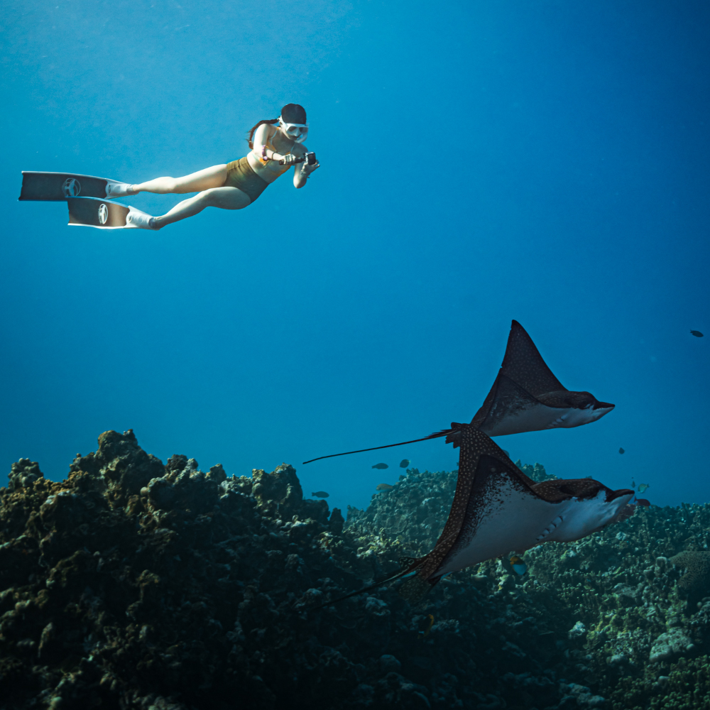 서울 경기 프리다이빙 강습 입문 초급 패키지 교육 AIDA PADI 레벨 1+2 자격증