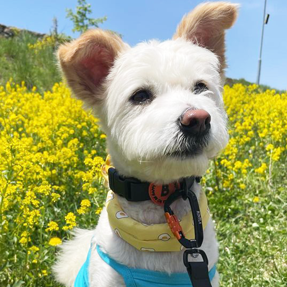 강아지 쿨스카프 쁘띠스카프 아이스 케이프 강아지 여름용품 반려견 쿨링웨어