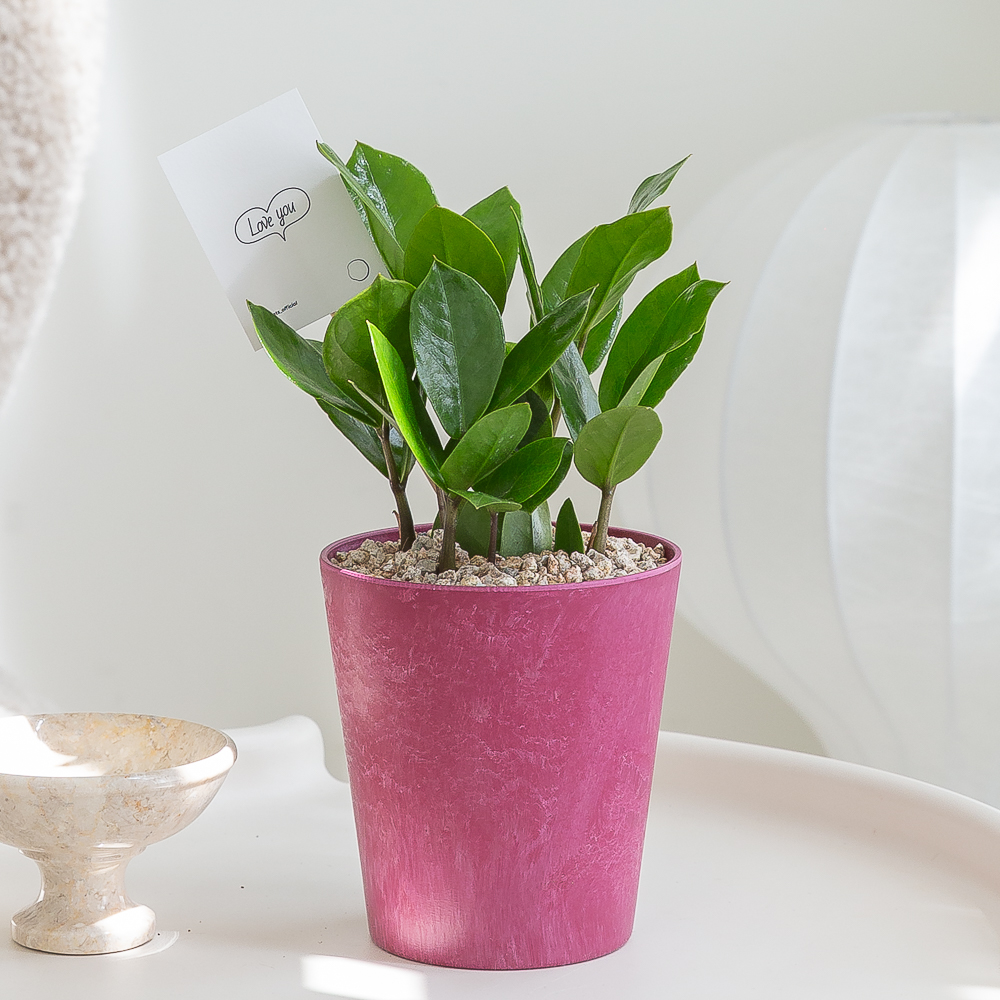 금전수 컬러팝화분 돈나무 돈들어오는 인테리어식물 거실화분 종류