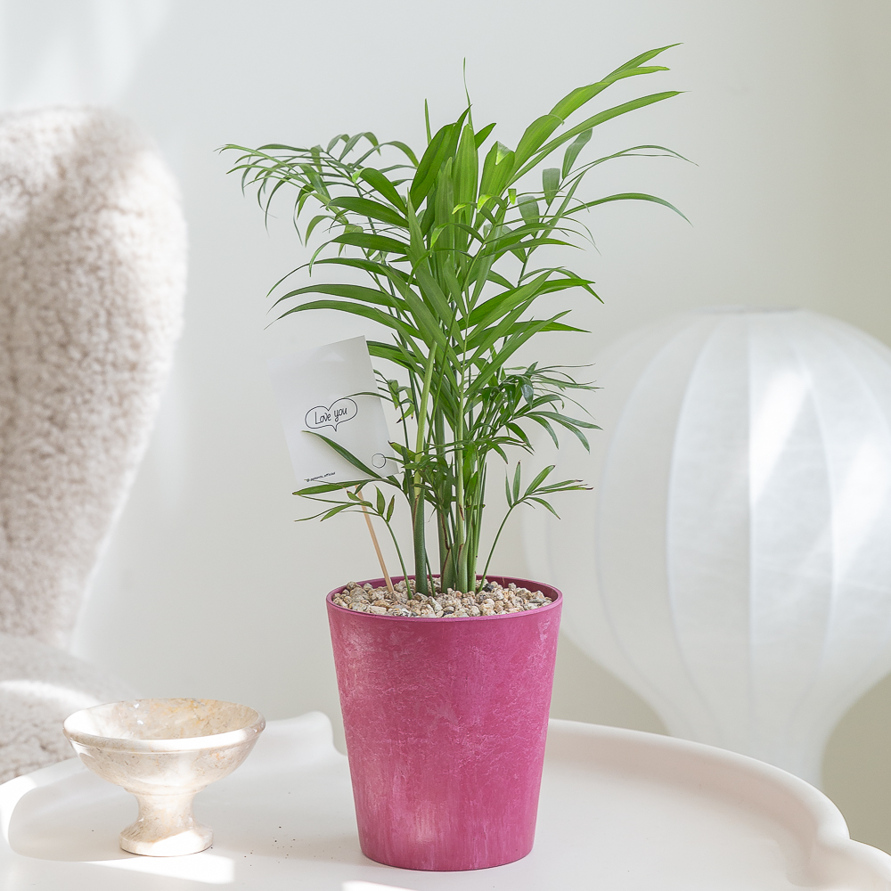 테이블야자 컬러팝화분 키우기 쉬운 반려식물 인테리어 화초 음지 실내공기정화식물