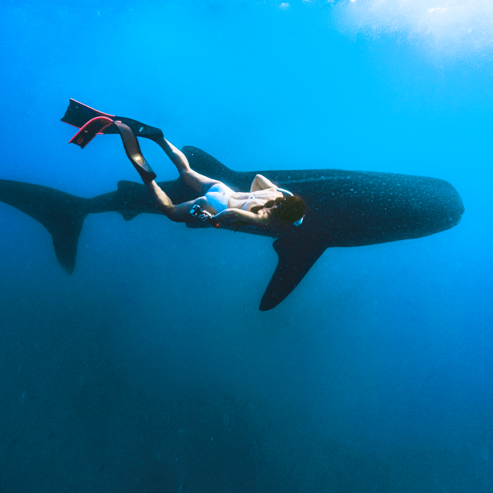 서울 경기 프리다이빙 강습 입문 초급 패키지 교육 AIDA PADI 레벨 1+2 자격증