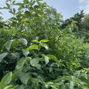 가시오가피즙 36포, 1개 맛있게 먹은 솔직 후기 - 상품 이미지 2