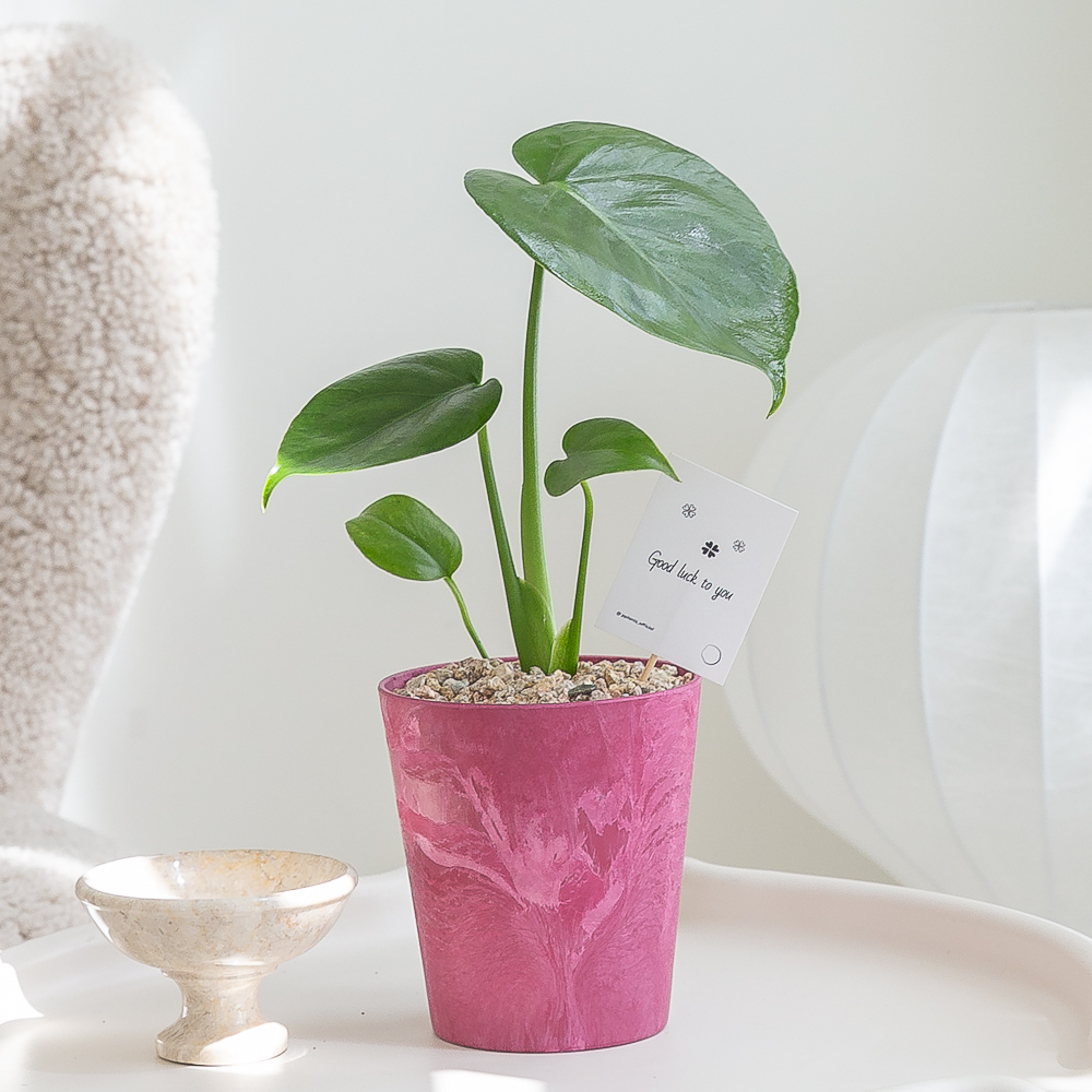 몬스테라 핑크 화분 플랜테리어 화초 음지 실내공기정화 키우기쉬운 반려식물인테리어