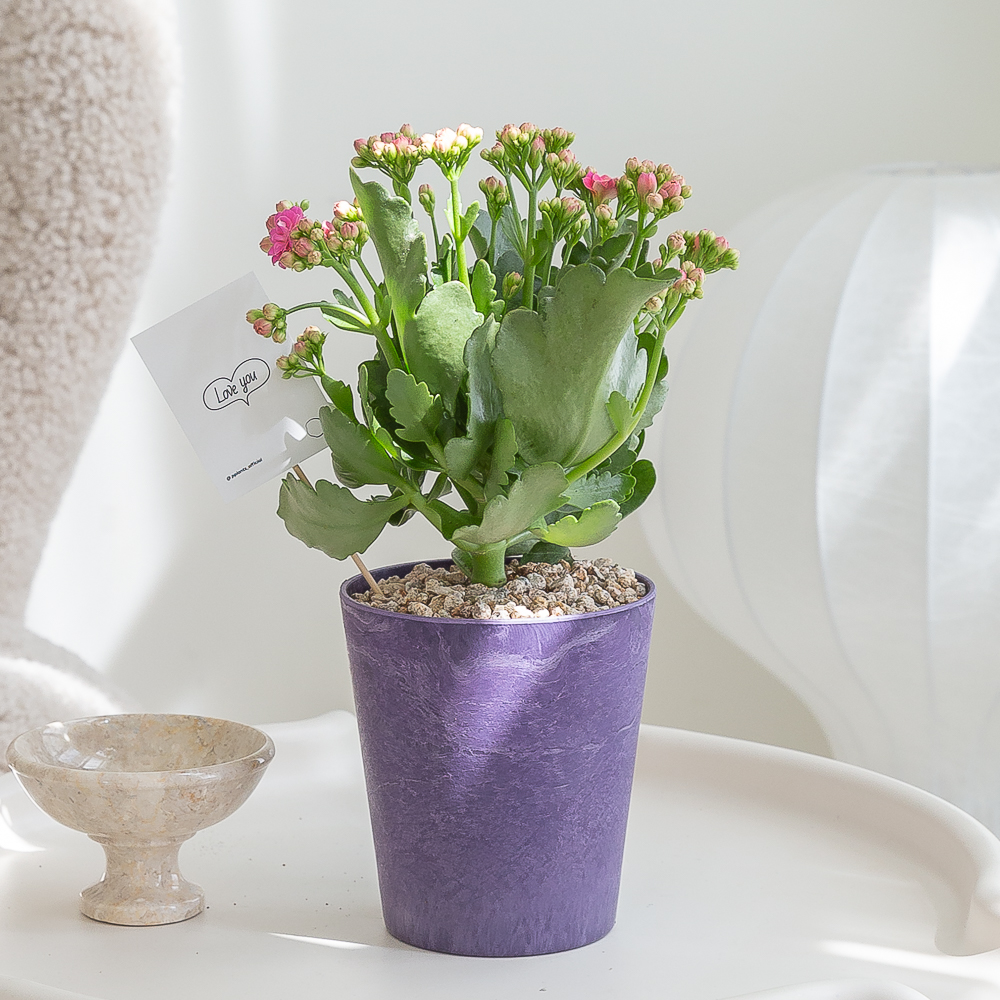 칼란디바 카랑코에 컬러팝화분 키우기 쉬운 반려식물 인테리어 화초 음지 실내공기정화식물